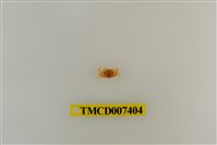 藏品(長趾股窗蟹)的圖片